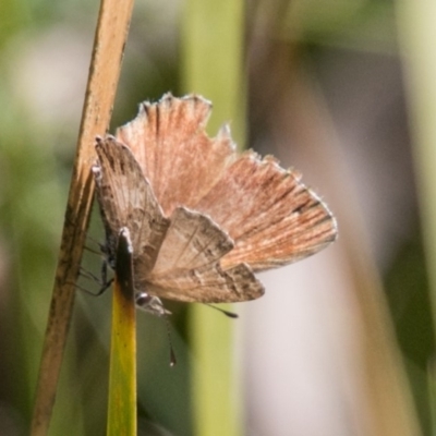 Neolucia hobartensis at Namadgi National Park - 7 Feb 2018 by SWishart