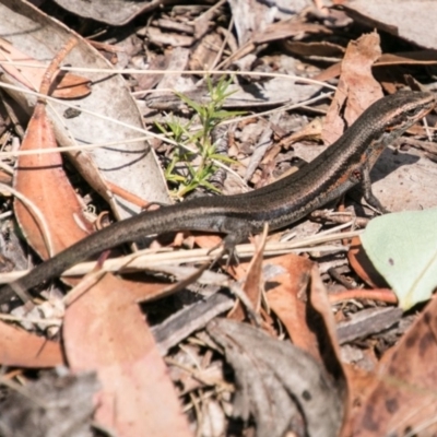 Pseudemoia entrecasteauxii (Woodland Tussock-skink) at Cotter River, ACT - 7 Feb 2018 by SWishart