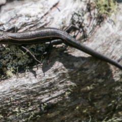 Pseudemoia spenceri (Spencer's Skink) at Cotter River, ACT - 7 Feb 2018 by SWishart