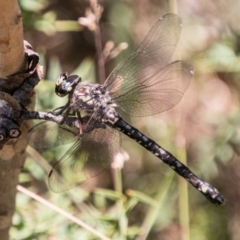 Austroaeschna atrata (Mountain Darner) at Namadgi National Park - 7 Feb 2018 by SWishart