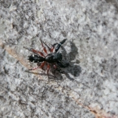 Apricia jovialis (Jovial jumping spider) at Namadgi National Park - 7 Feb 2018 by SWishart