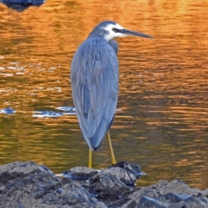 Egretta novaehollandiae at Paddys River, ACT - 9 Mar 2018 07:04 PM