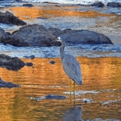 Egretta novaehollandiae at Paddys River, ACT - 9 Mar 2018 07:04 PM