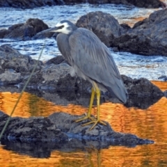 Egretta novaehollandiae at Paddys River, ACT - 9 Mar 2018