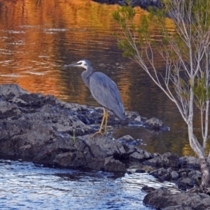 Egretta novaehollandiae at Paddys River, ACT - 9 Mar 2018 07:04 PM