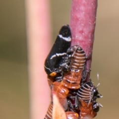 Eurymeloides bicincta (Gumtree hopper) at Namadgi National Park - 7 Feb 2018 by SWishart