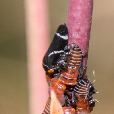 Eurymeloides bicincta (Gumtree hopper) at Cotter River, ACT - 7 Feb 2018 by SWishart