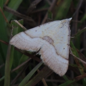 Anachloris subochraria at Conder, ACT - 28 Feb 2018 07:56 PM