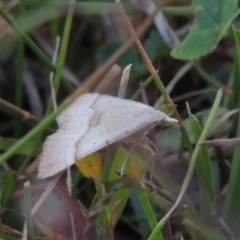 Anachloris subochraria at Conder, ACT - 28 Feb 2018 07:56 PM