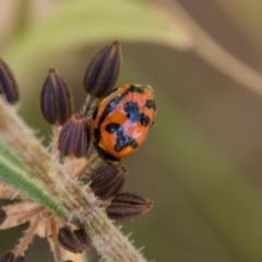 Coccinella transversalis (Transverse Ladybird) at Namadgi National Park - 7 Feb 2018 by SWishart