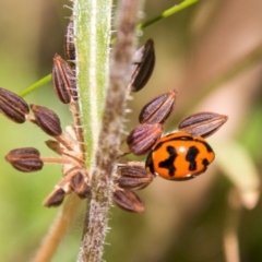 Coccinella transversalis at Cotter River, ACT - 7 Feb 2018