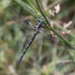 Eusynthemis guttata (Southern Tigertail) at Namadgi National Park - 7 Feb 2018 by SWishart