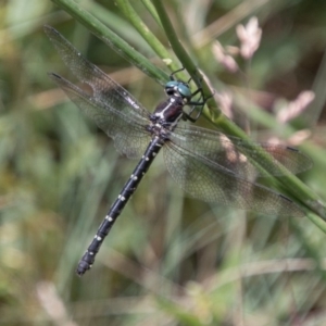 Eusynthemis guttata at Cotter River, ACT - 7 Feb 2018