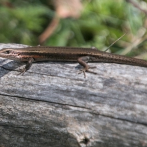 Pseudemoia entrecasteauxii at Cotter River, ACT - 7 Feb 2018