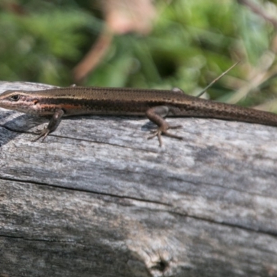 Pseudemoia entrecasteauxii (Woodland Tussock-skink) at Cotter River, ACT - 7 Feb 2018 by SWishart