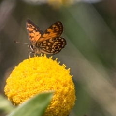 Oreixenica orichora (Spotted Alpine Xenica) at Namadgi National Park - 7 Feb 2018 by SWishart