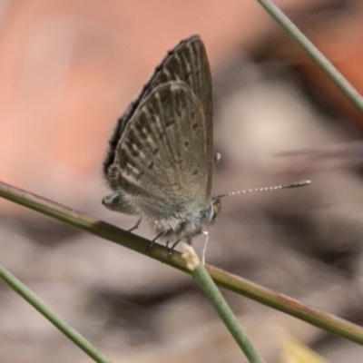 Zizina otis (Common Grass-Blue) at Cotter River, ACT - 7 Feb 2018 by SWishart