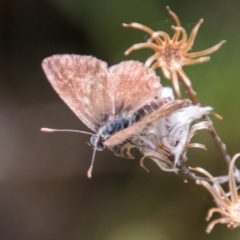 Neolucia hobartensis (Montane Heath-blue) at Cotter River, ACT - 7 Feb 2018 by SWishart