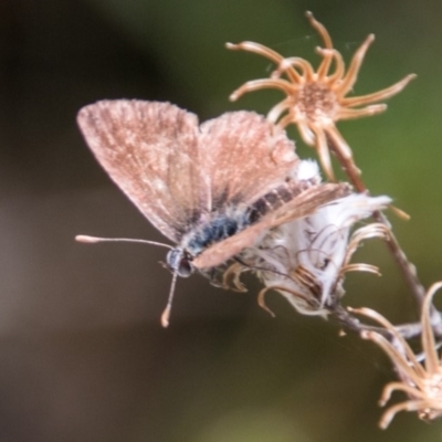 Neolucia hobartensis (Montane Heath-blue) at Namadgi National Park - 7 Feb 2018 by SWishart