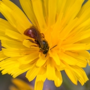 Exoneura sp. (genus) at Cotter River, ACT - 7 Feb 2018 02:31 PM