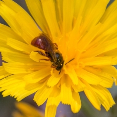 Exoneura sp. (genus) (A reed bee) at Cotter River, ACT - 7 Feb 2018 by SWishart