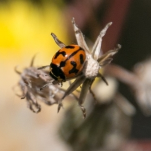 Coccinella transversalis at Cotter River, ACT - 7 Feb 2018