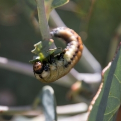 Pergidae sp. (family) at Cotter River, ACT - 7 Feb 2018 02:40 PM