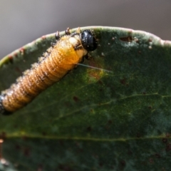 Pseudoperga sp. (genus) (Sawfly, Spitfire) at Namadgi National Park - 7 Feb 2018 by SWishart