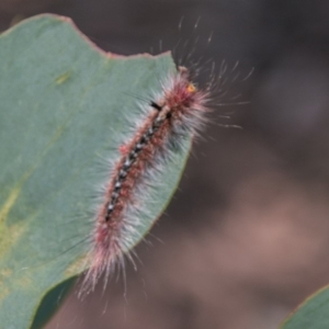 Chenuala heliaspis at Cotter River, ACT - 7 Feb 2018