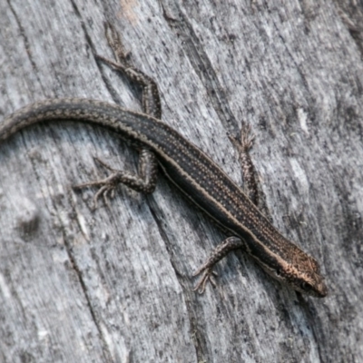 Pseudemoia spenceri (Spencer's Skink) at Cotter River, ACT - 7 Feb 2018 by SWishart