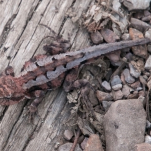 Rankinia diemensis at Cotter River, ACT - 7 Feb 2018