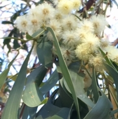 Acacia implexa (Hickory Wattle, Lightwood) at Deakin, ACT - 17 Mar 2018 by KL