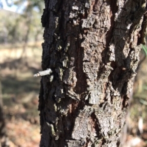 Acacia implexa at Deakin, ACT - 17 Mar 2018