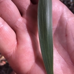 Acacia implexa at Deakin, ACT - 17 Mar 2018