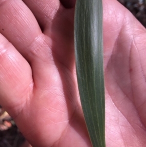 Acacia implexa at Deakin, ACT - 17 Mar 2018