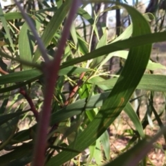 Acacia implexa at Deakin, ACT - 17 Mar 2018