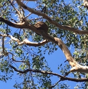 Corcorax melanorhamphos at Deakin, ACT - 11 Mar 2018