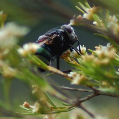 Rutilia sp. (genus) (A Rutilia bristle fly, subgenus unknown) at Aranda, ACT - 2 Feb 2008 by KMcCue