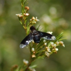 Balaana sp. (genus) (Bee Fly) at Aranda, ACT - 2 Feb 2008 by KMcCue