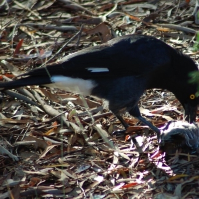 Strepera graculina (Pied Currawong) at Aranda, ACT - 8 Mar 2008 by KMcCue