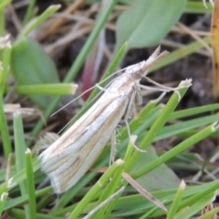 Hednota species near grammellus (Pyralid or snout moth) at Tuggeranong DC, ACT - 28 Feb 2018 by MichaelBedingfield