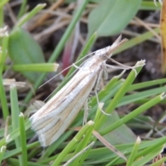 Hednota species near grammellus (Pyralid or snout moth) at Rob Roy Range - 28 Feb 2018 by michaelb