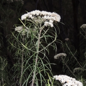 Cassinia longifolia at Rob Roy Range - 28 Feb 2018