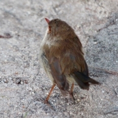 Malurus cyaneus (Superb Fairywren) at Ben Boyd National Park - 11 Mar 2018 by RossMannell