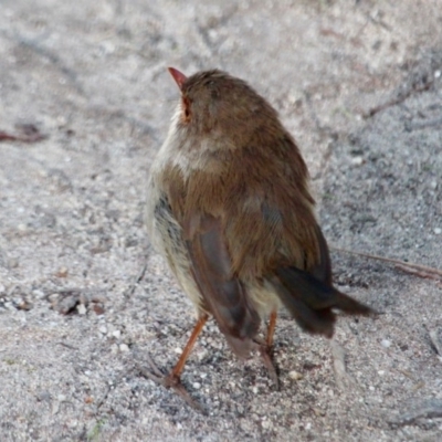 Malurus cyaneus (Superb Fairywren) at Green Cape, NSW - 11 Mar 2018 by RossMannell