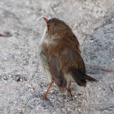 Malurus cyaneus (Superb Fairywren) at Ben Boyd National Park - 10 Mar 2018 by RossMannell