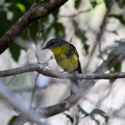 Eopsaltria australis (Eastern Yellow Robin) at Ben Boyd National Park - 11 Mar 2018 by RossMannell