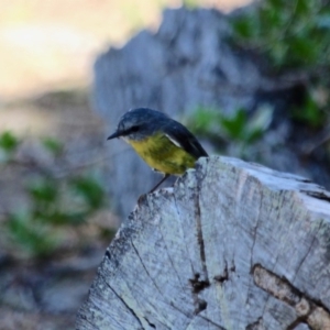 Eopsaltria australis at Green Cape, NSW - 11 Mar 2018 02:12 PM