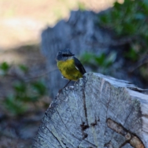 Eopsaltria australis at Green Cape, NSW - 11 Mar 2018 02:12 PM