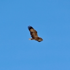 Haliaeetus leucogaster (White-bellied Sea-Eagle) at Ben Boyd National Park - 11 Mar 2018 by RossMannell